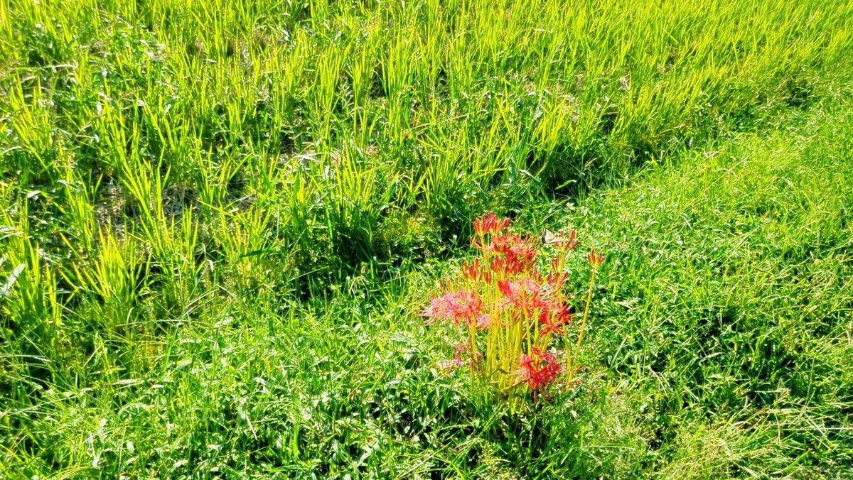 彼岸花が咲く草むら