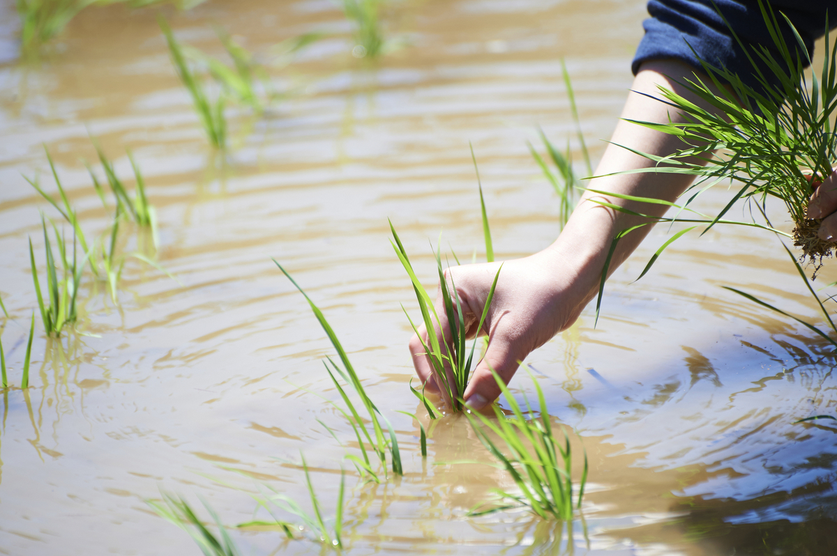田植え