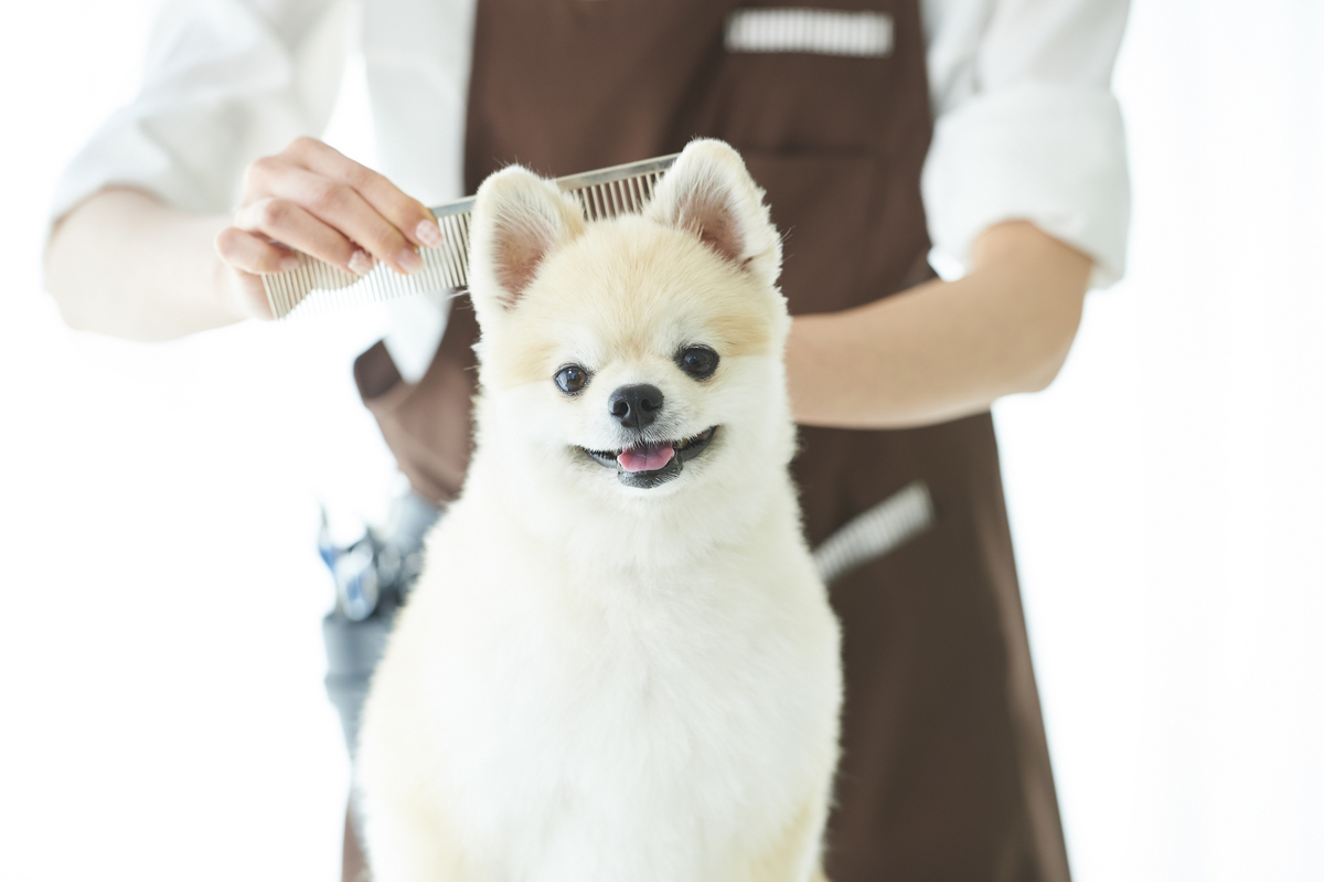 柴犬のトリミング