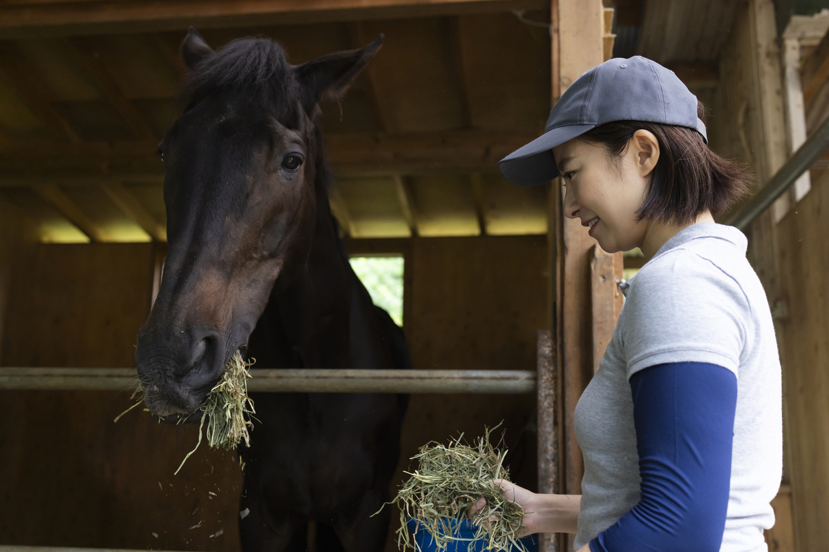 馬の世話