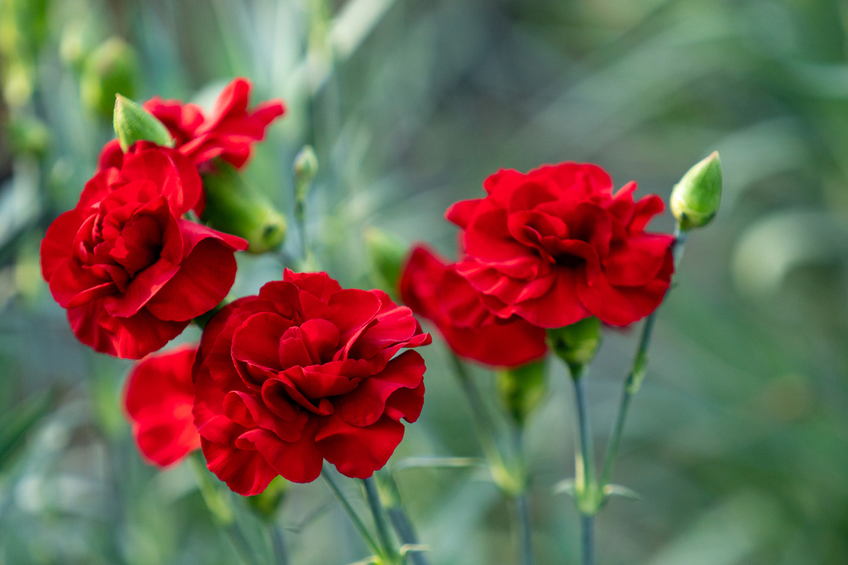 カーネーション