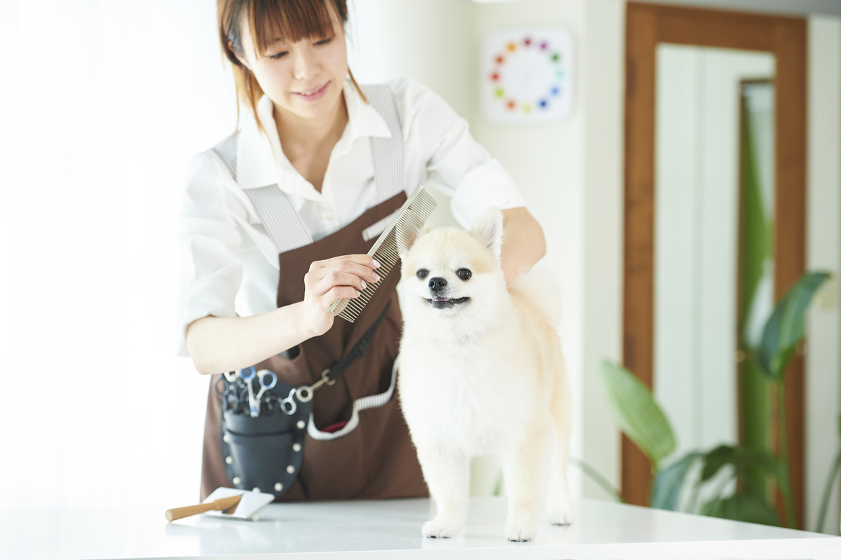 犬の毛をカットする女性トリマー
