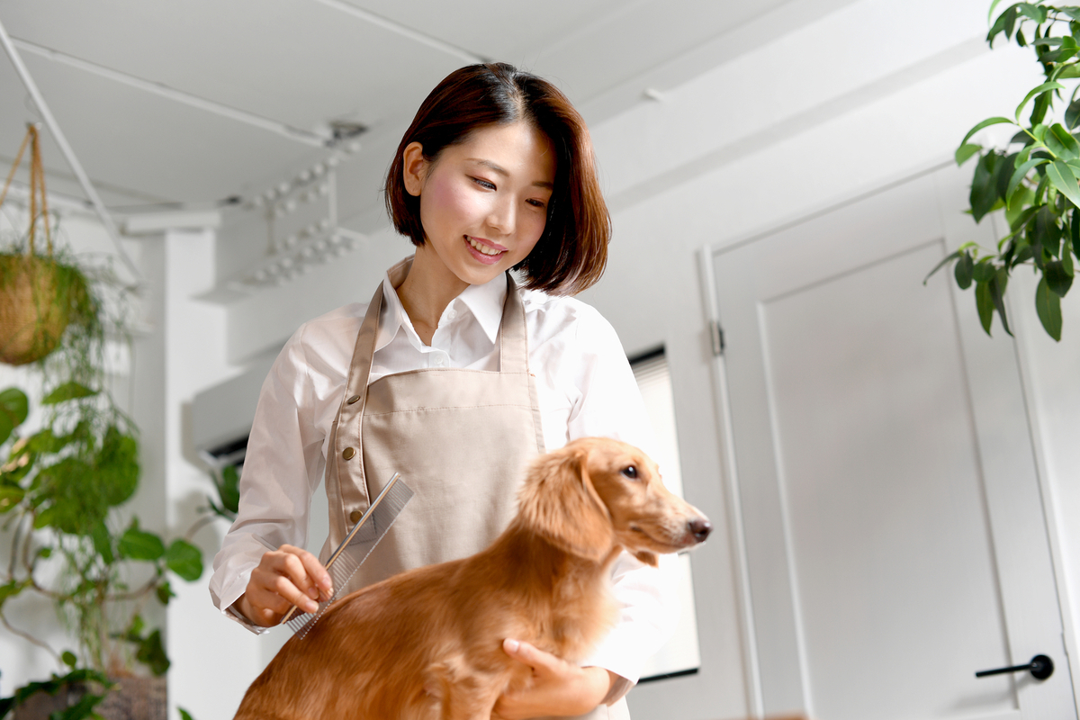 犬のブラッシングをする女性トリマー
