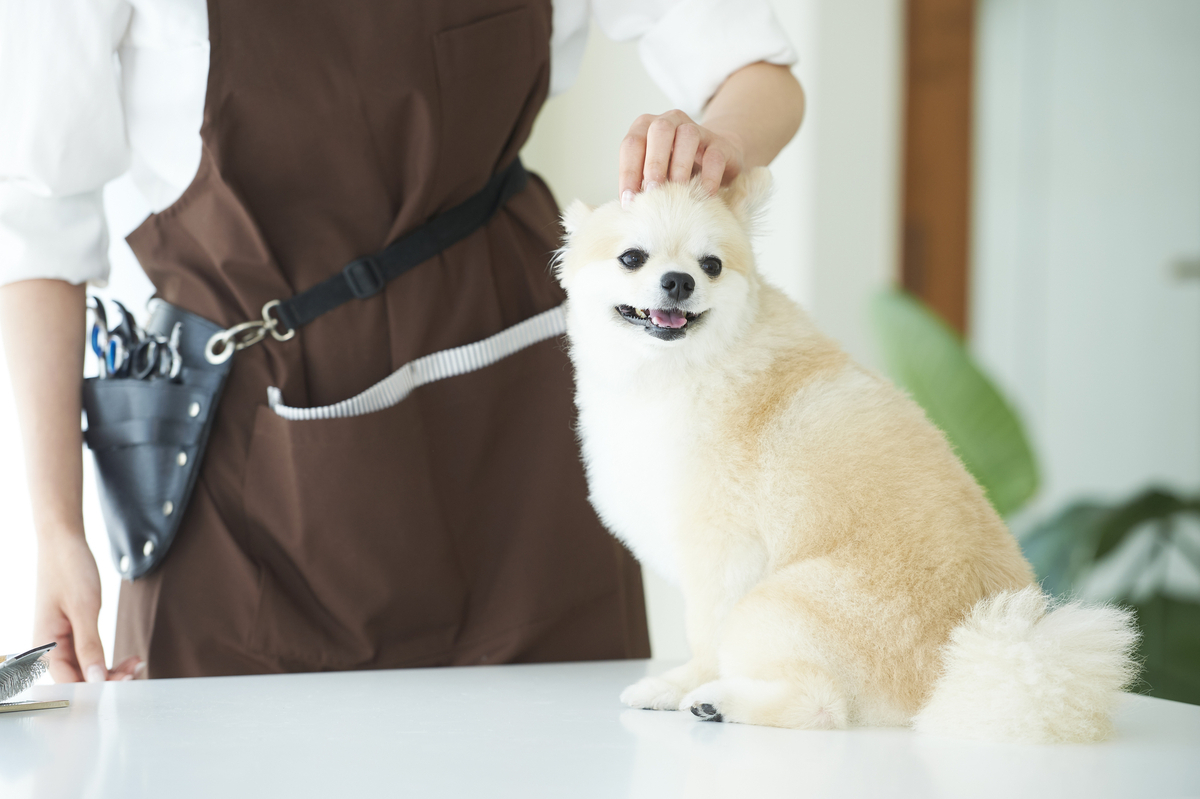 犬をなでるトリマー