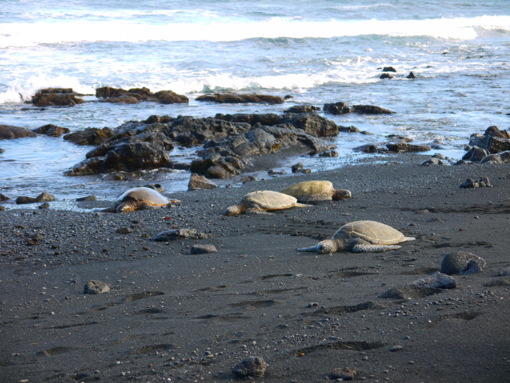 f:id:for_macho_365:20161229134617j:plain