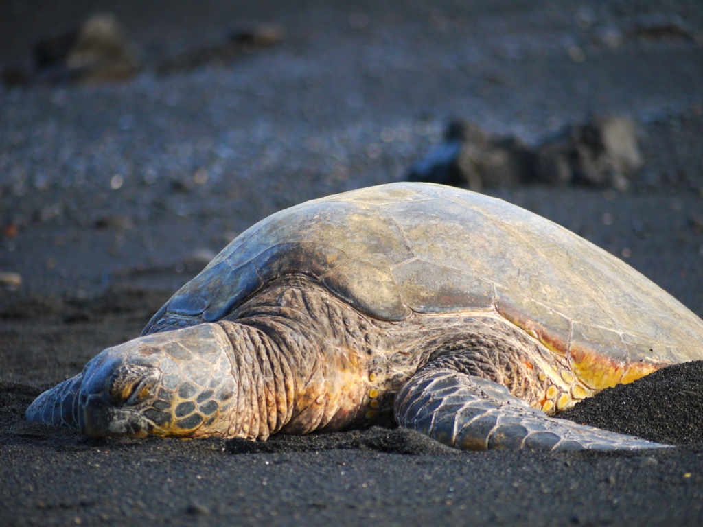 f:id:for_macho_365:20161229134810j:plain