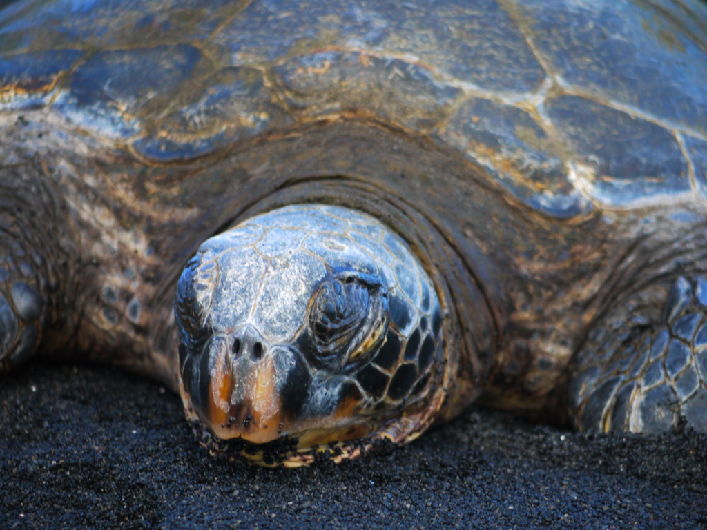 f:id:for_macho_365:20161229134928j:plain