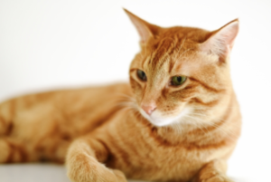 f:id:forenglish:20191021172751p:plain f:id:forenglish:20191021172751p:plain