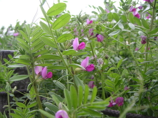 f:id:forest-sparrow:20190104140528j:plain f:id:forest-sparrow:20190104140528j:plain