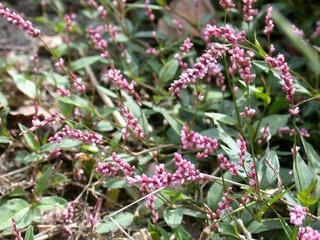f:id:forest-sparrow:20190104180228j:plain f:id:forest-sparrow:20190104180228j:plain