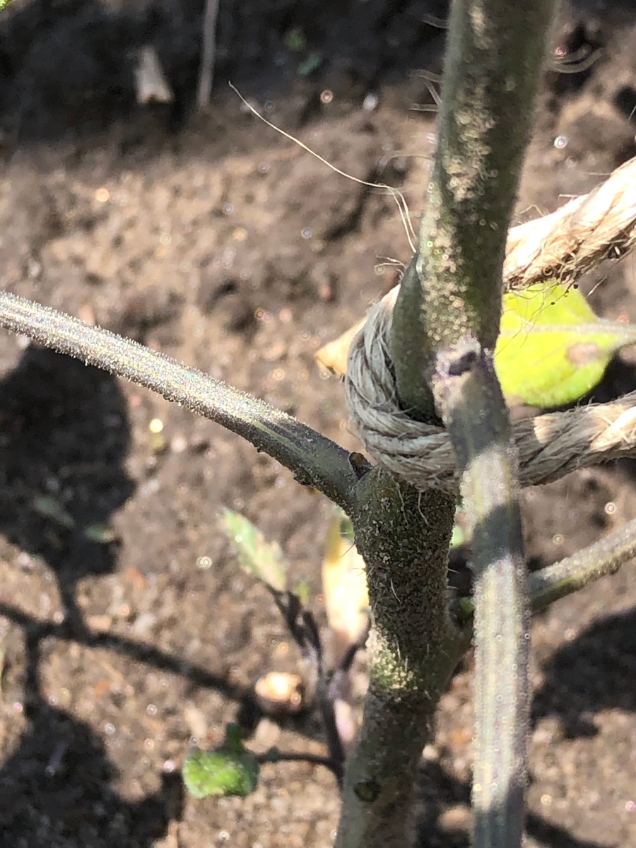 f:id:forest-sparrow:20190506074305j:plain f:id:forest-sparrow:20190506074305j:plain