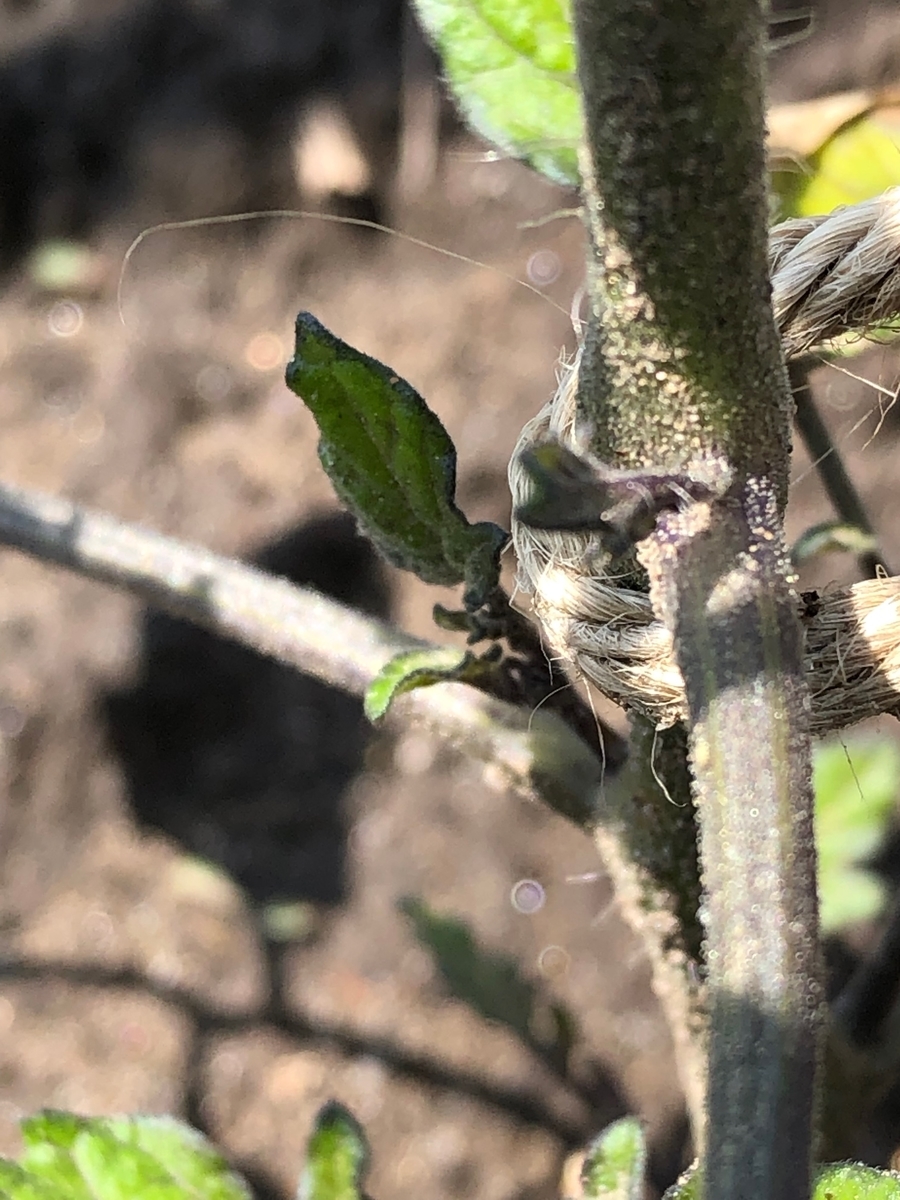 f:id:forest-sparrow:20190506074316j:plain f:id:forest-sparrow:20190506074316j:plain