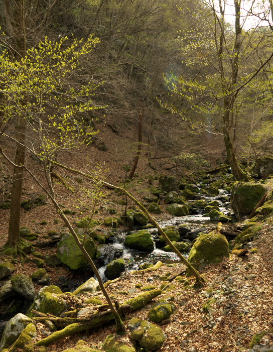 f:id:forest_and_river:20210410232820j:plain
