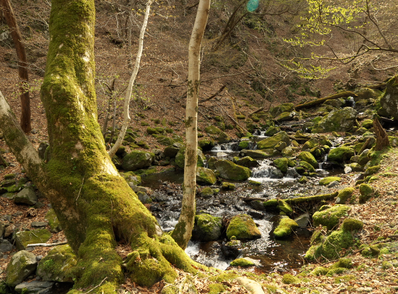 f:id:forest_and_river:20210410232856j:plain