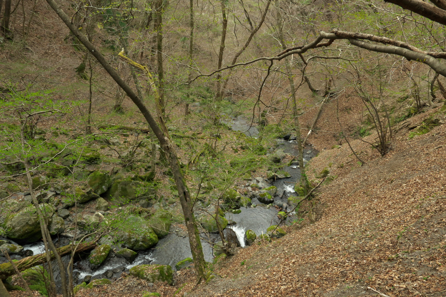 f:id:forest_and_river:20210410233148j:plain