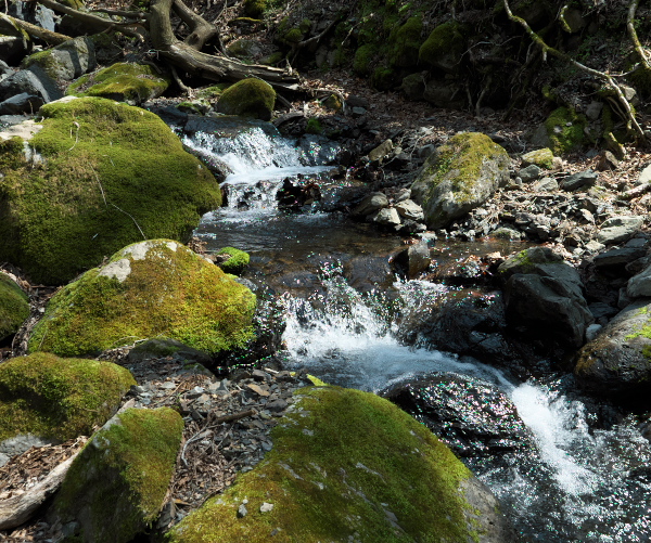 f:id:forest_and_river:20210410233349j:plain