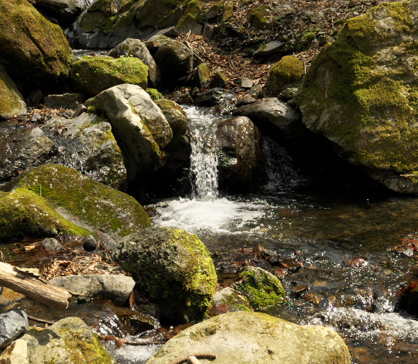 f:id:forest_and_river:20210410233604j:plain