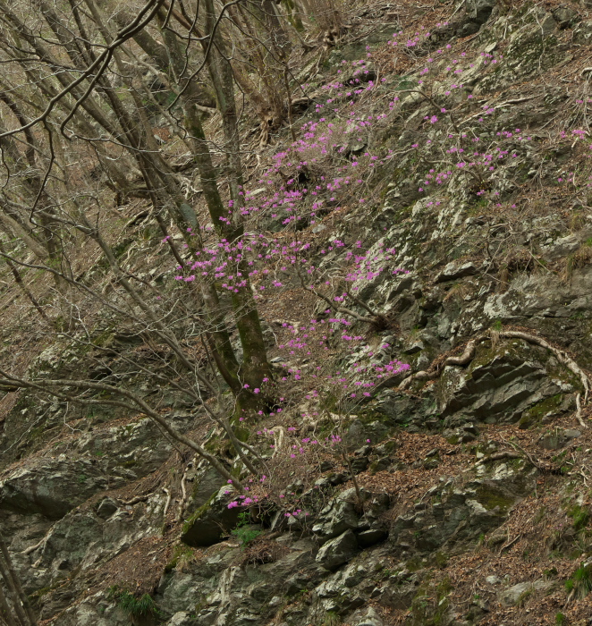 f:id:forest_and_river:20210412125524j:plain