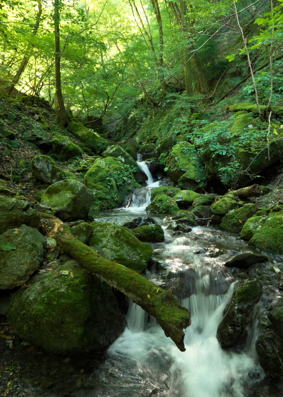 f:id:forest_and_river:20210924123017j:plain