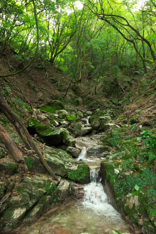 f:id:forest_and_river:20211002231448j:plain