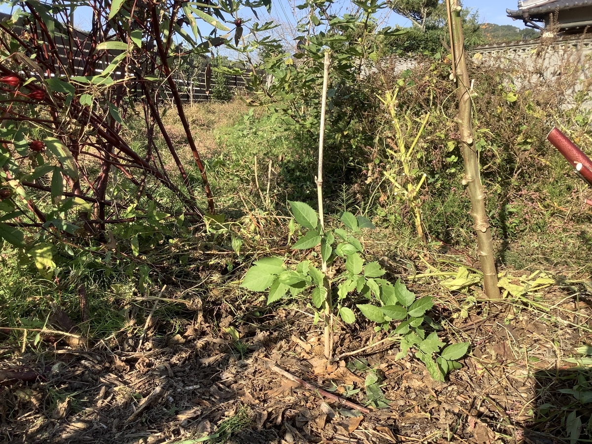 f:id:forestgardening:20211104183425j:plain
