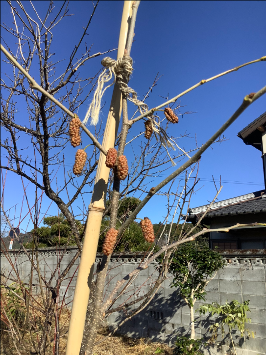 桑の実