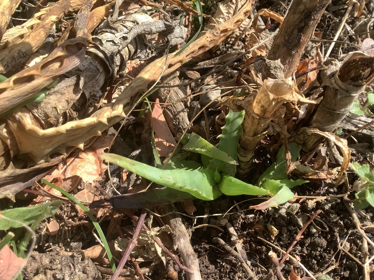 f:id:forestgardening:20220411185214j:plain