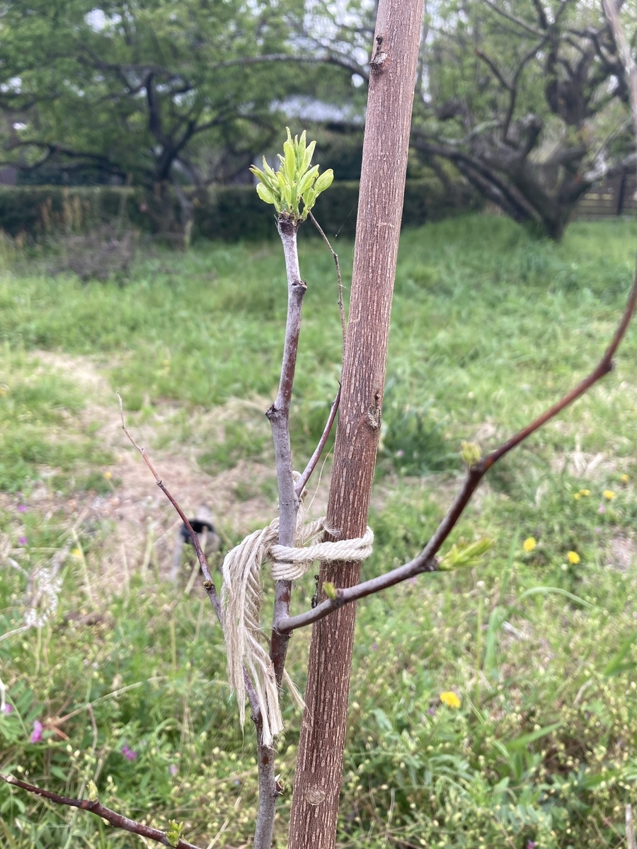 f:id:forestgardening:20220411190000j:plain