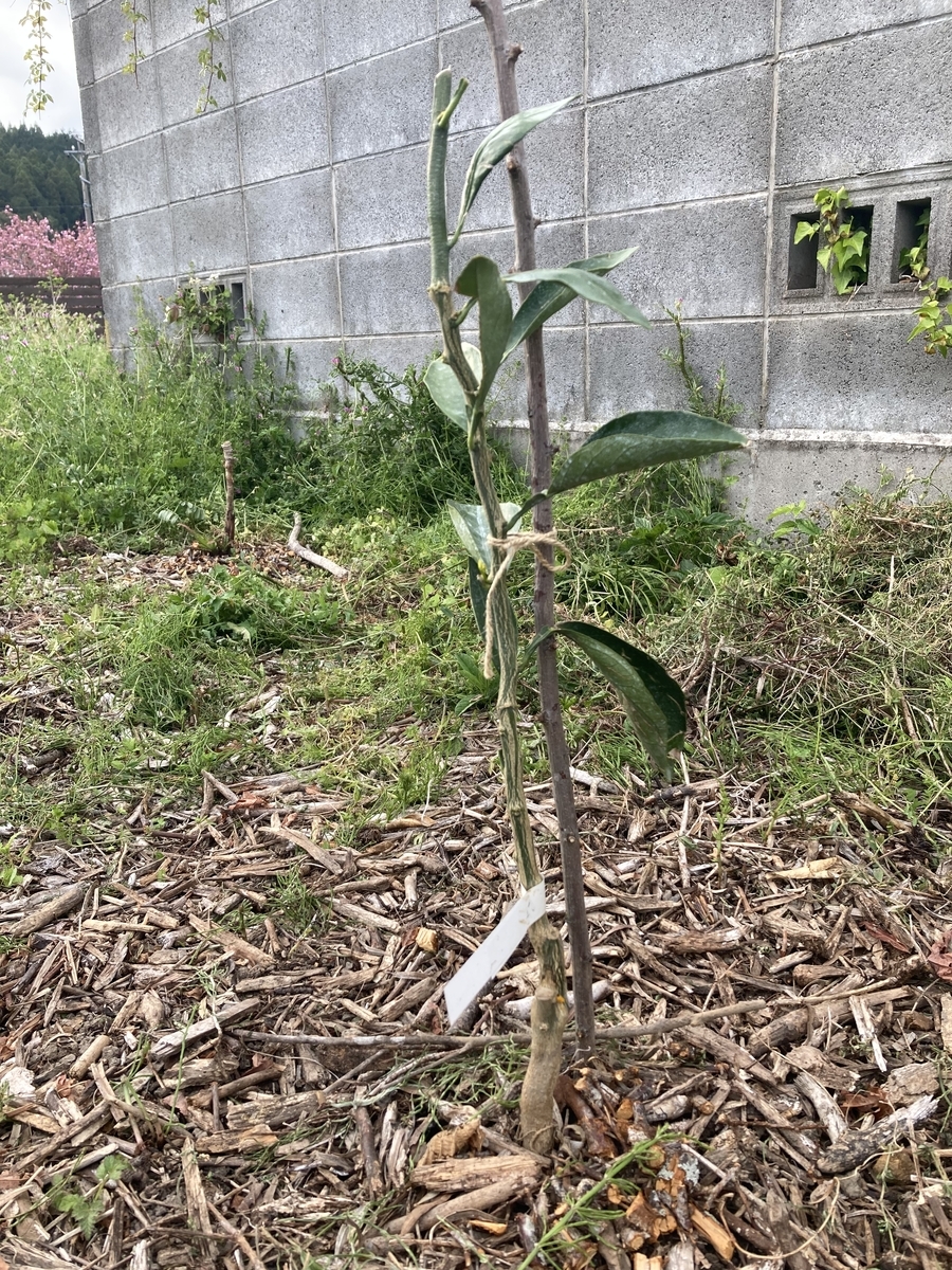 f:id:forestgardening:20220411190223j:plain