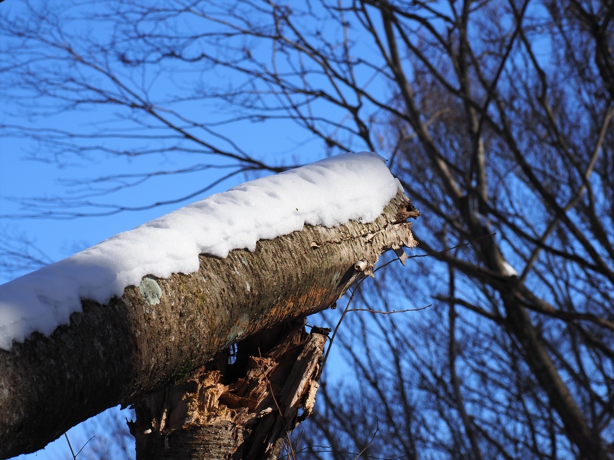 f:id:forestline:20191130123414j:plain f:id:forestline:20191130123414j:plain