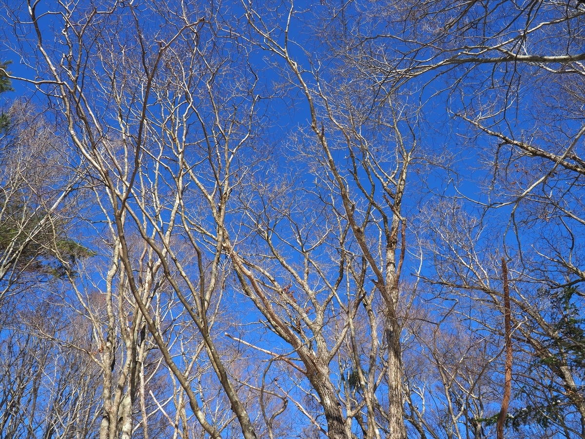 f:id:forestline:20191130133400j:plain f:id:forestline:20191130133400j:plain
