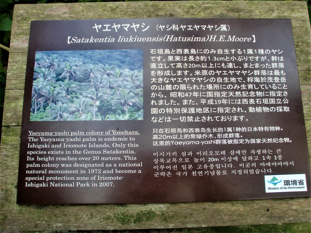 f:id:fork_to_spoon:20210208064550j:plain