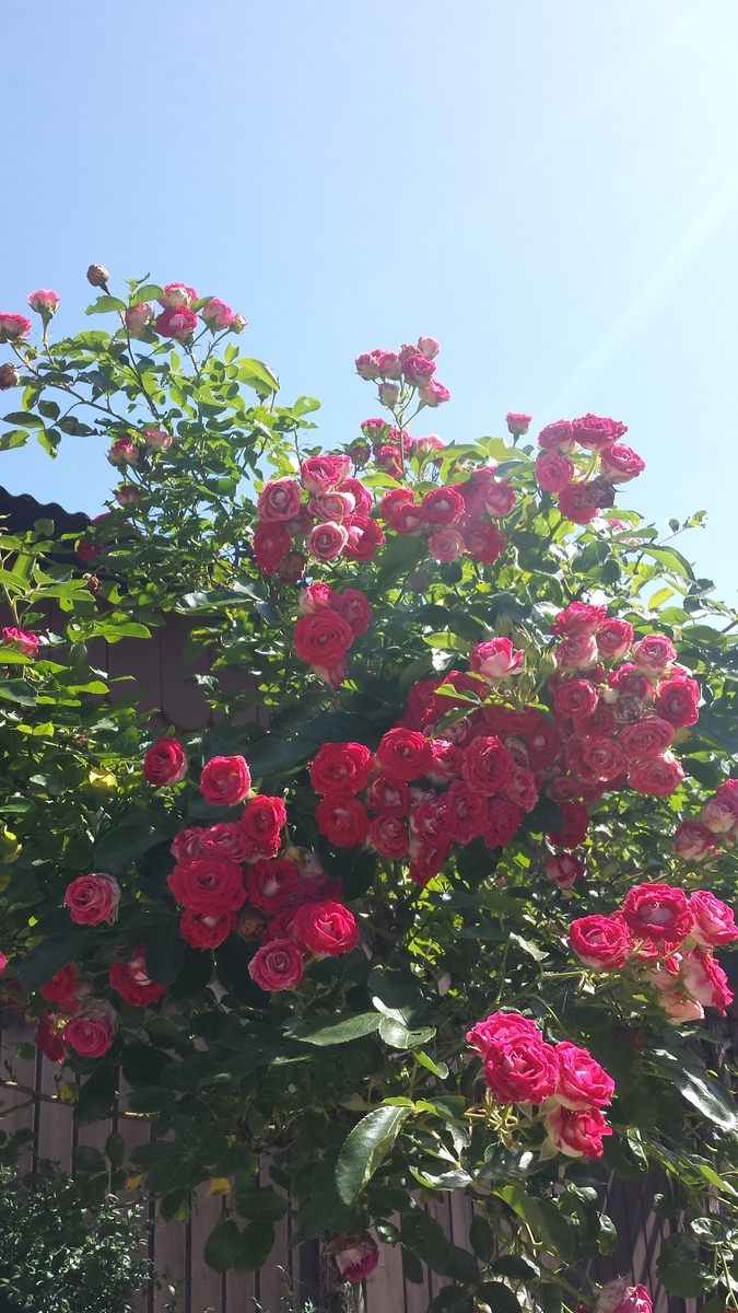 f:id:fork_to_spoon:20210719184541j:plain