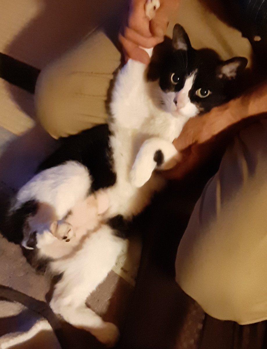 空から猫ちゃんが降ってきた Nene