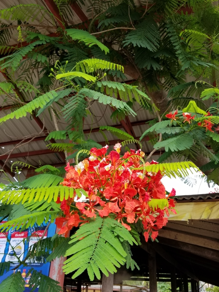 f:id:forqualitylife8:20180730155925j:plain f:id:forqualitylife8:20180730155925j:plain