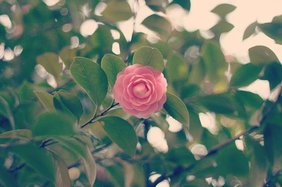 f:id:forsomeone:20181119123310j:plain