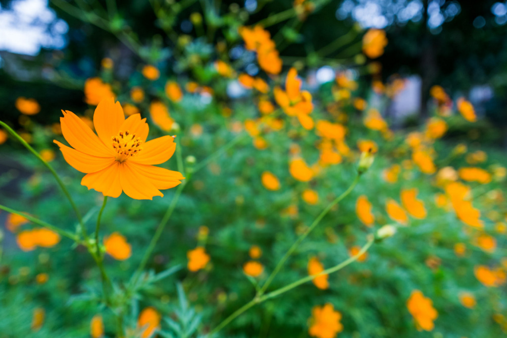 f:id:fortia:20180121115733j:plain