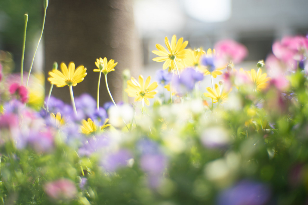 f:id:fortia:20180520013023j:plain