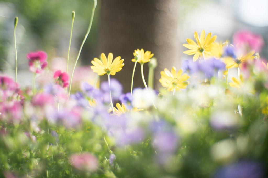 f:id:fortia:20180522004429j:plain
