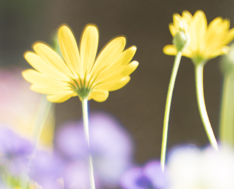 f:id:fortia:20180522005214j:plain
