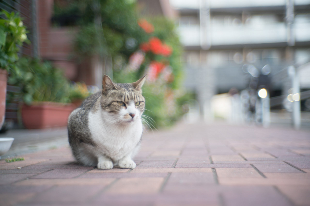 f:id:fortia:20180526001252j:plain