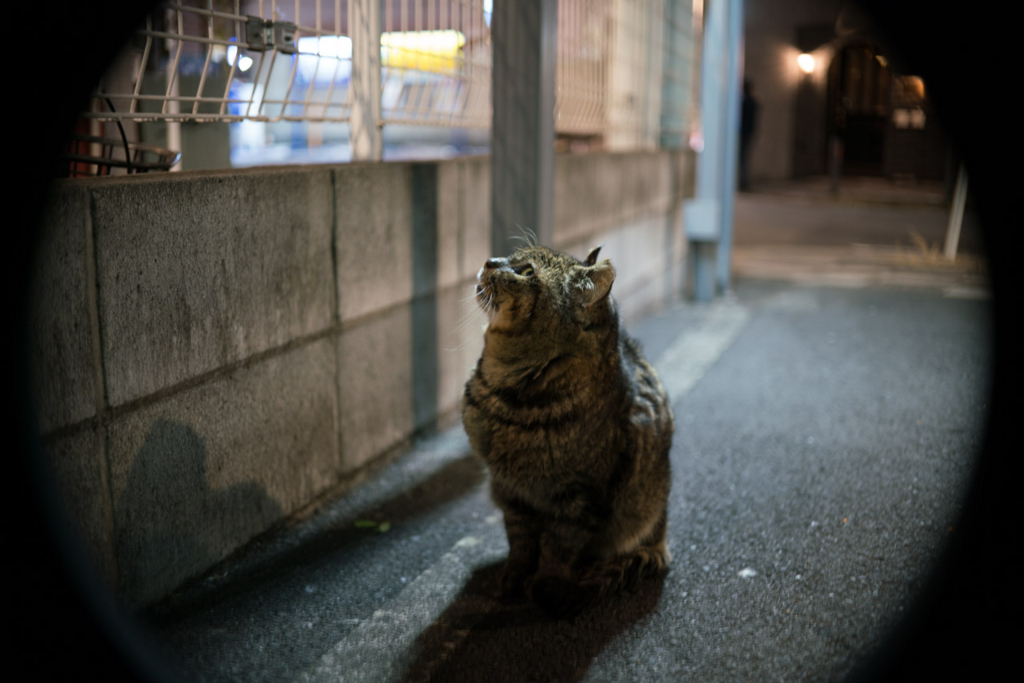 f:id:fortia:20180531022539j:plain