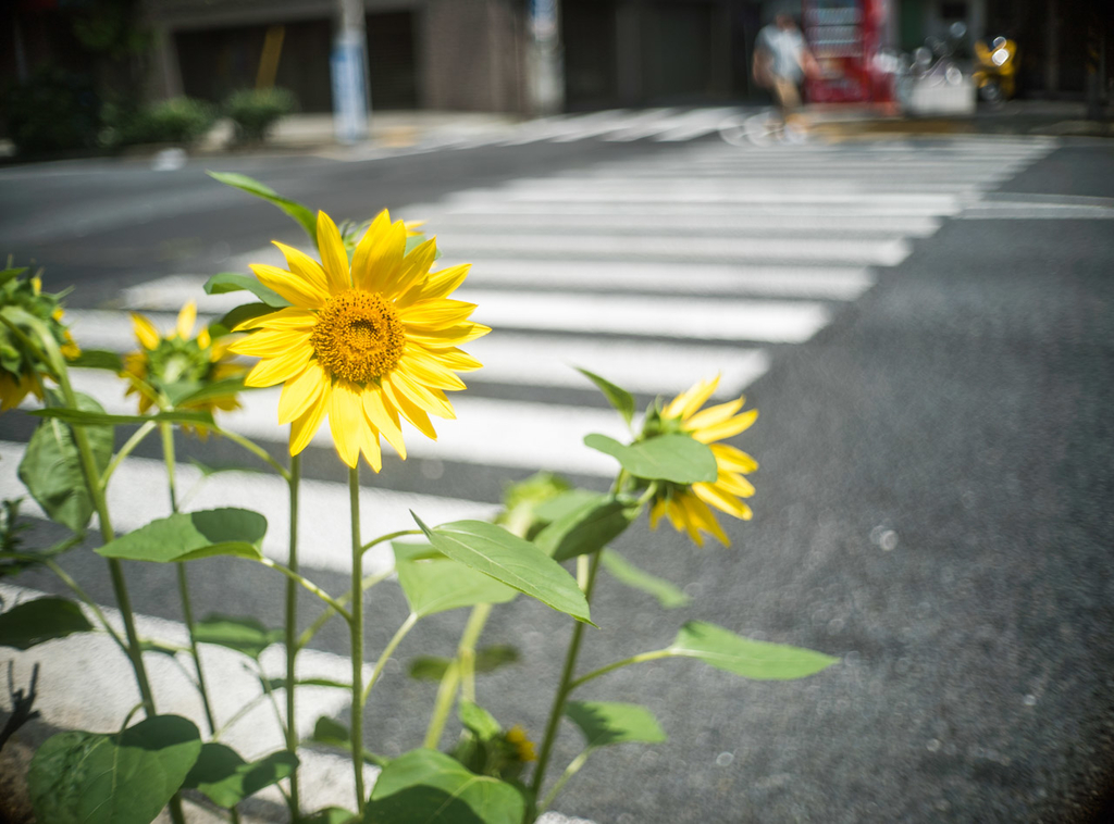 f:id:fortia:20180915121018j:plain