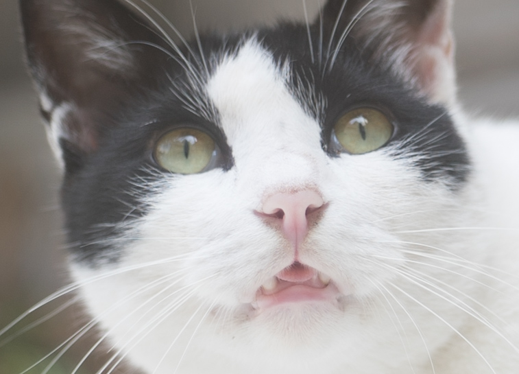 f:id:fortia:20180915123359j:plain f:id:fortia:20180915123359j:plain