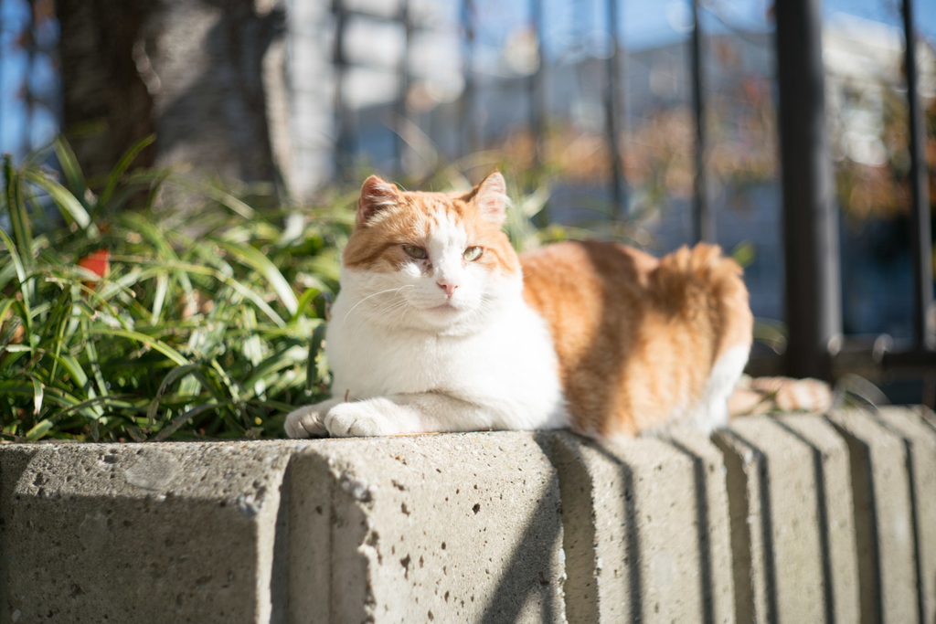 f:id:fortia:20181202163110j:plain