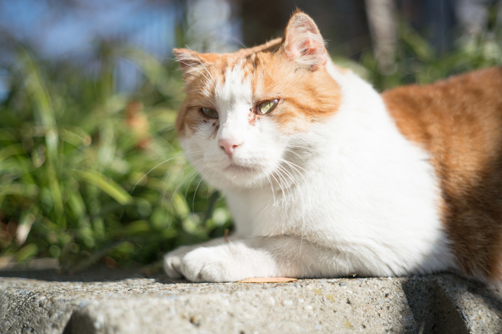 f:id:fortia:20181202163824j:plain