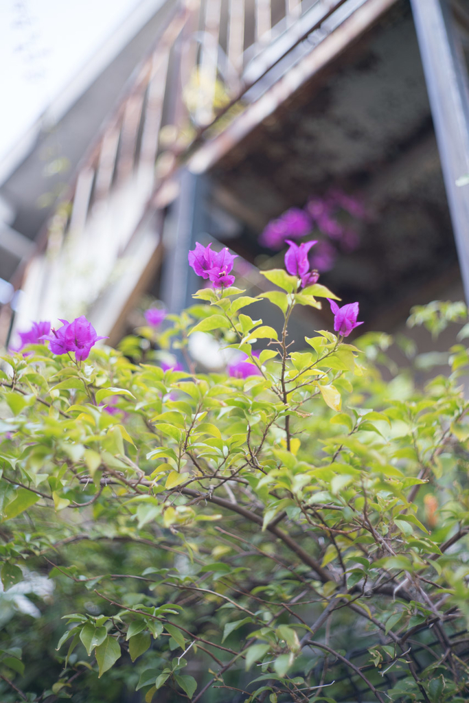 f:id:fortia:20181202175243j:plain