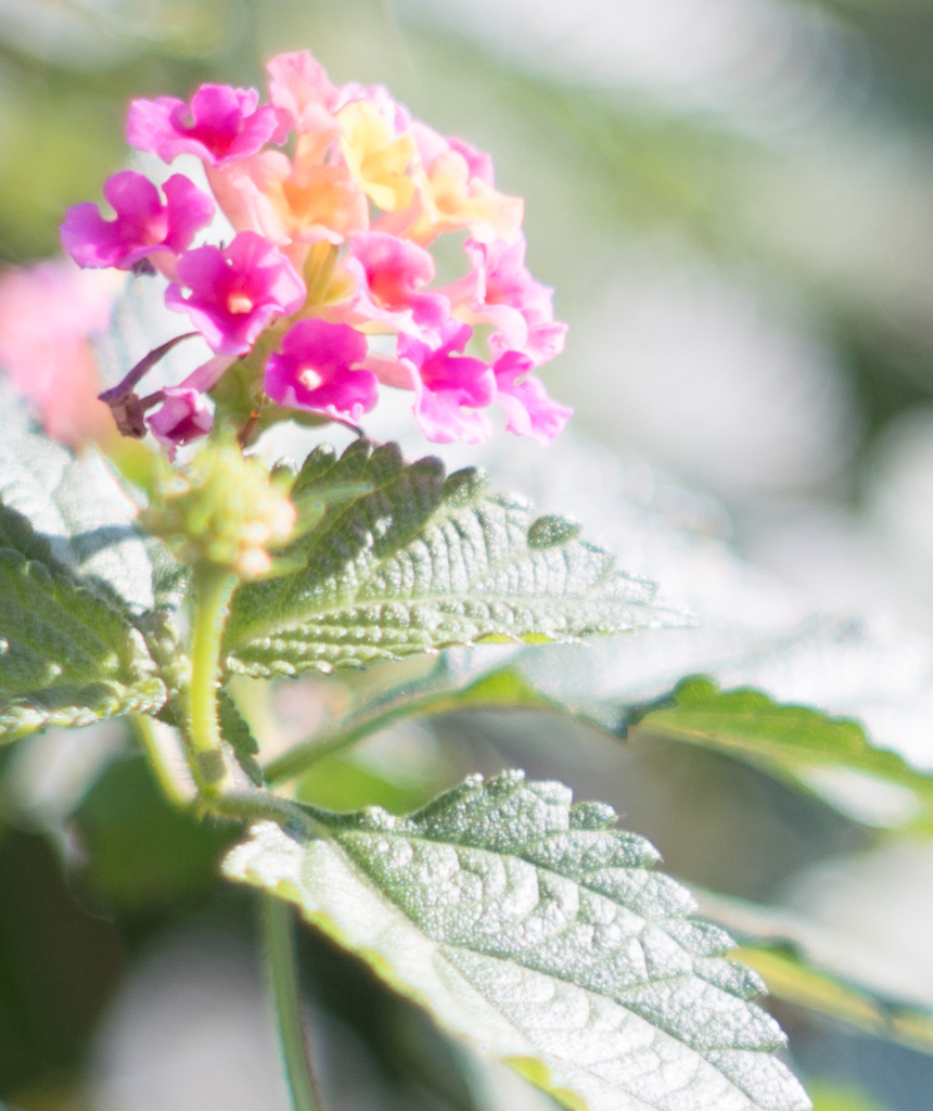 f:id:fortia:20181202175814j:plain f:id:fortia:20181202175814j:plain