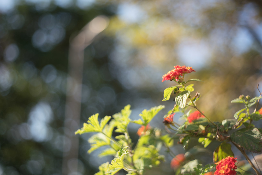 f:id:fortia:20181208121001j:plain