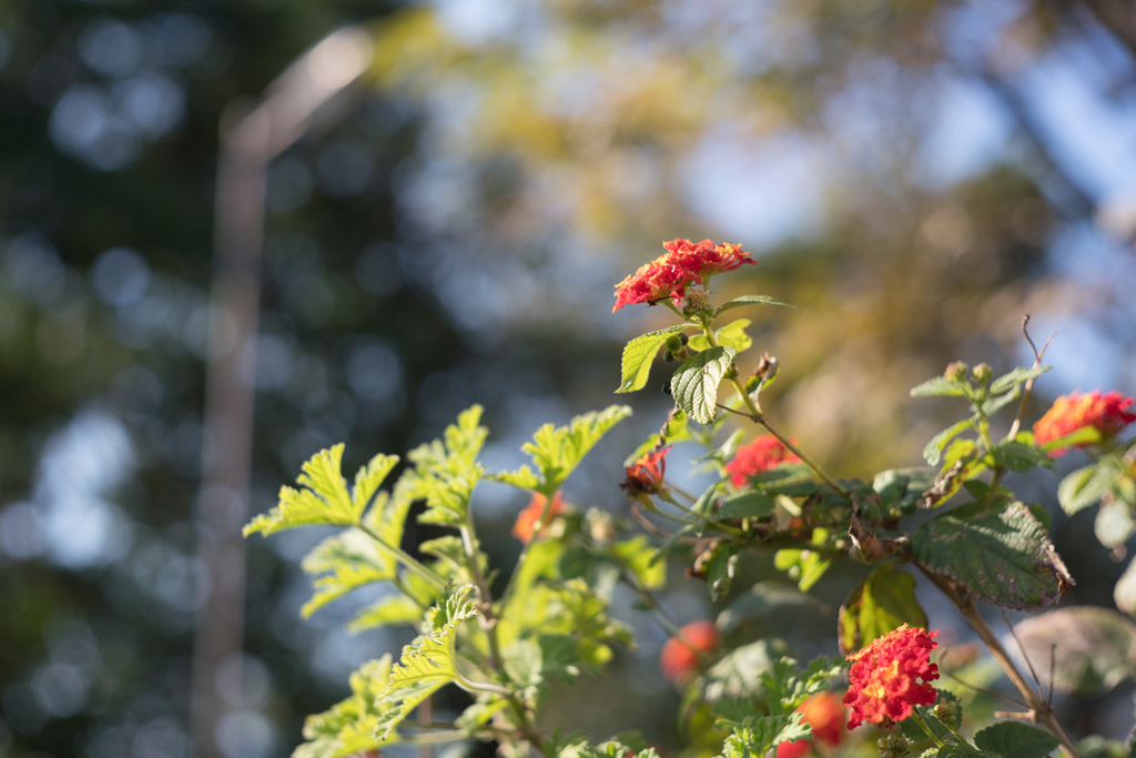 f:id:fortia:20181208121016j:plain